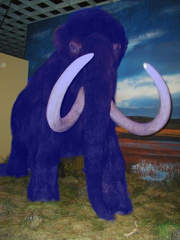Der Voränger des Blauelefants