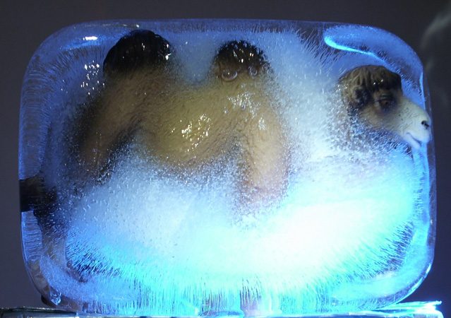 Datei:Eiskamel.jpg