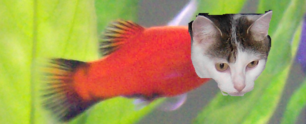 Katzenfisch.jpg