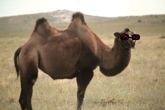 Camel in Mongolia.jpg