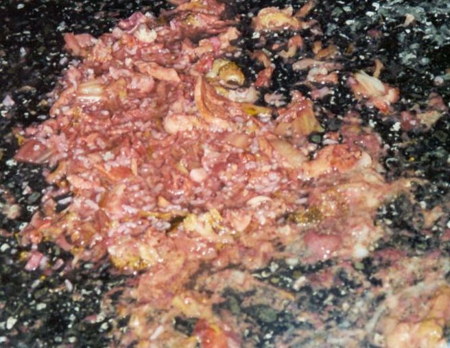 Bolognese.jpg