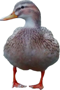 Ente-right.png