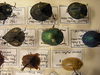 Insect Safari - beetle 36.jpg