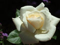 Die Weiße Rose.jpg
