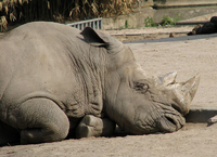 Rhinozeros.png