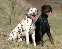 Dalmatian and Dobermann klein.JPG