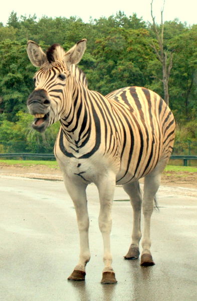 Datei:0907231945 Zebrastreifen.jpg