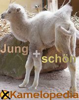 Jungkamel - jung und schön.jpg