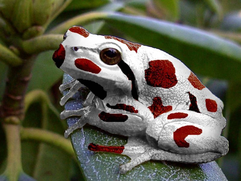 Datei:Laubfrosch2.jpg