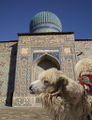 Bactrian camel in Kazakhstan.jpg