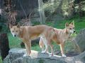 Dingos at Taronga Zoo.jpg