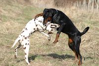 Dalmatian and Dobermann fight klein.JPG