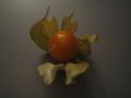 Physalis7.jpg