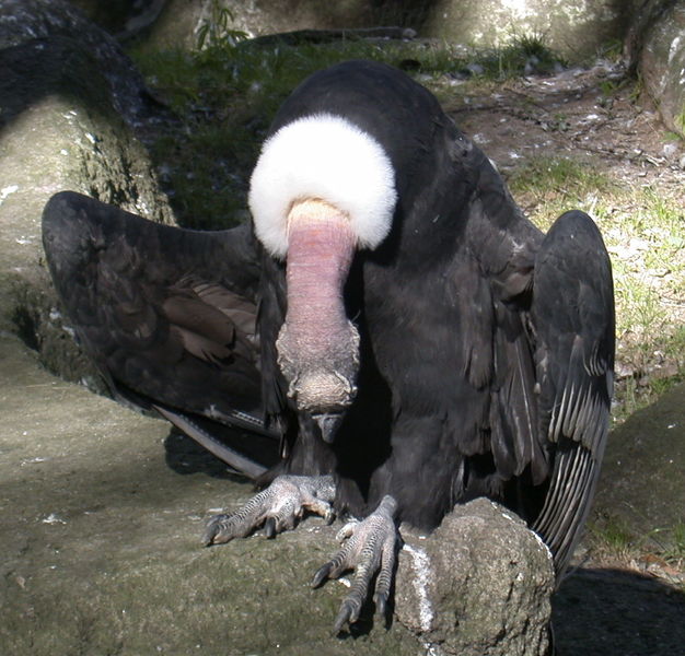 Datei:Condor1.JPG