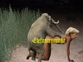 Elefantenrunde.jpg