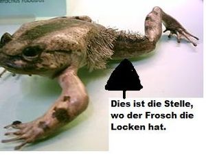 Froschlocken.jpg