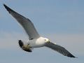 799px-Black-tailed gull.jpg