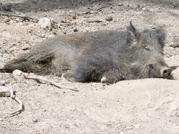 Wildschwein2.jpg