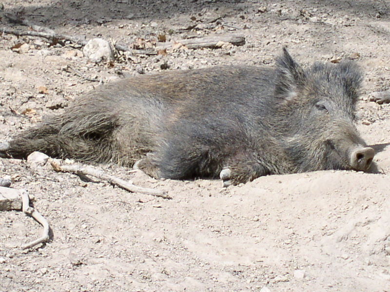 Datei:Wildschwein2.jpg