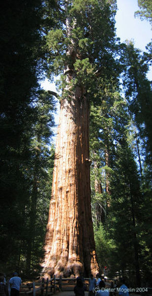 Redwood large sherman.jpg