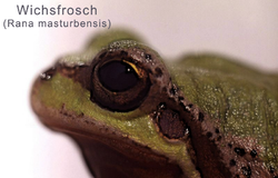 Wichsfrosch.png