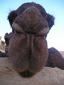 Camelnah.gif