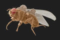 Drosophila camelanogaster.jpg