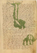 Voynich f75r.jpg