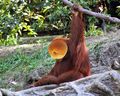 Orange-Utan.jpg