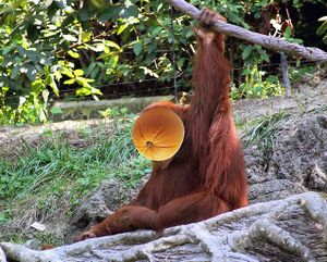 Orange-Utan.jpg