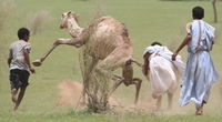 Camel Hunt.jpg