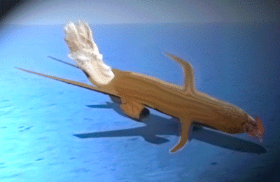 Chciken-Wings.gif