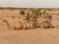 Kamelherde in Mali.jpg