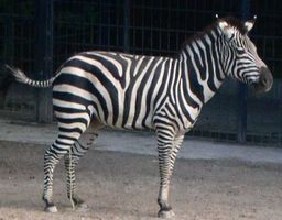 Zebra.jpg