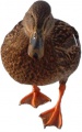 Ente.jpg