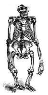 306px-Gorilla skeleton Brehms Tierleben.png