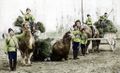 Orenburg cossacks with camels.jpg