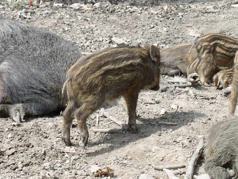 Datei:Jwildschwein.jpg