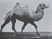 Muybridge Camel Racking.gif