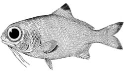 Fisch-1-.jpg