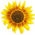 Deko-Sonnenblume.jpg