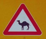 Achtung-kamel.jpg