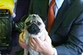 2014 Westminster Kennel Club Dog Show (12451796053).jpg