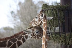 Two-giraffes-556909 640.jpg