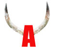 A Horn.jpg