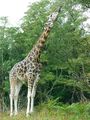 Giraffe2.jpg