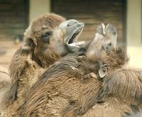 Camelus bactrianus (Bactrian camel).jpg