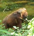 Orangutans.jpg