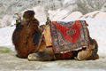 Türkisches Kamel mit Teppichhöcker.jpg