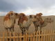 Drei mongolische kamele.JPG